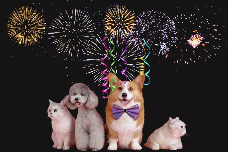 Pets and Fireworks